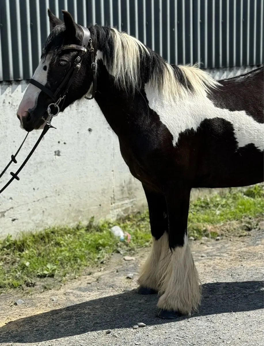 Beginners cob - Image 2