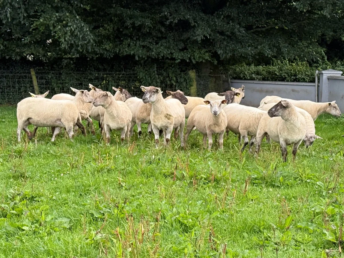 22 Grey faced hoggets - Image 1