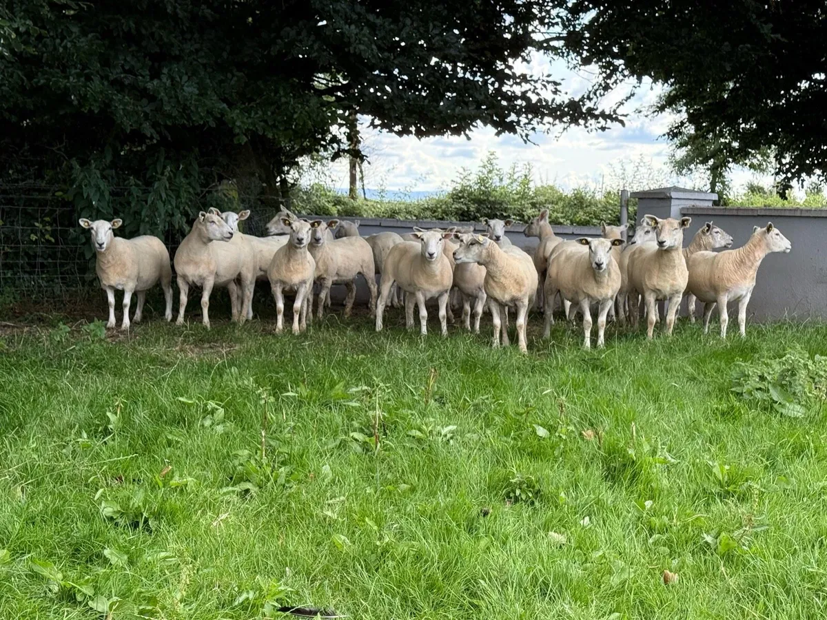 20 textel hoggets - Image 1