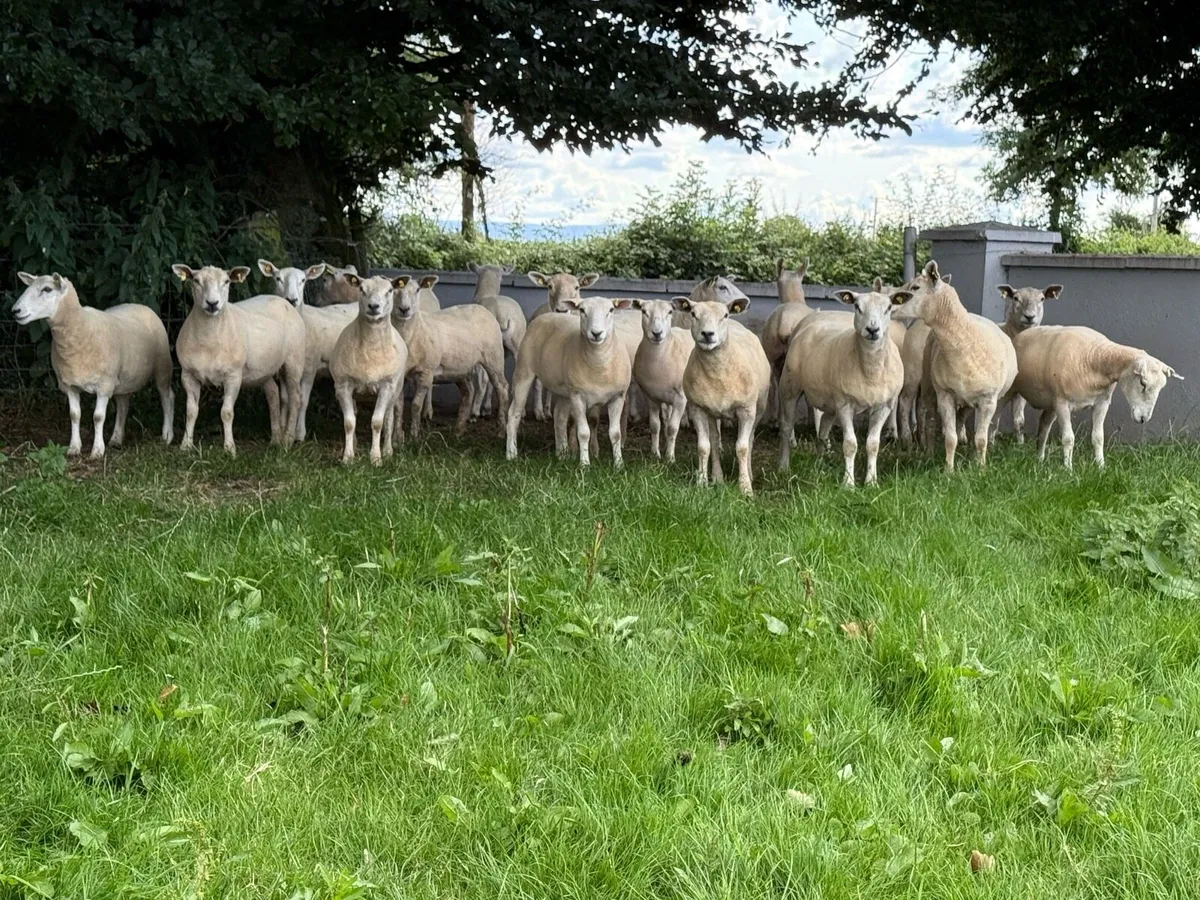 20 textel hoggets - Image 2