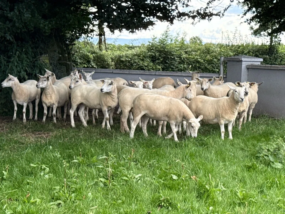 20 textel hoggets - Image 3