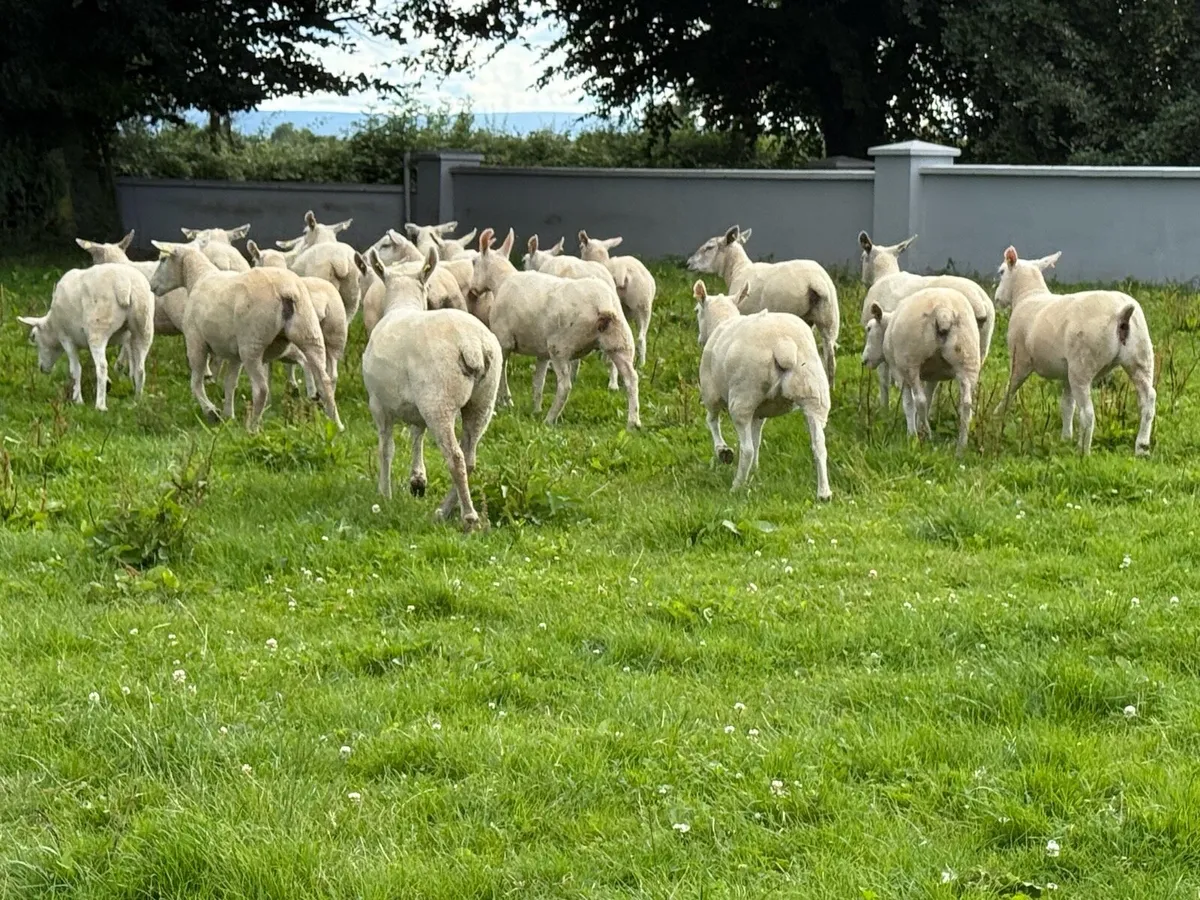 20 textel hoggets - Image 4