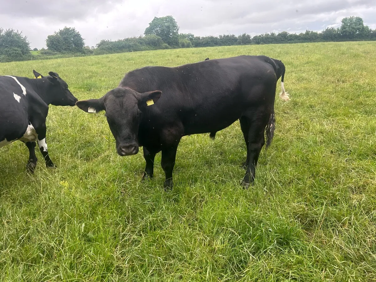 Angus aubrac bulls - Image 1