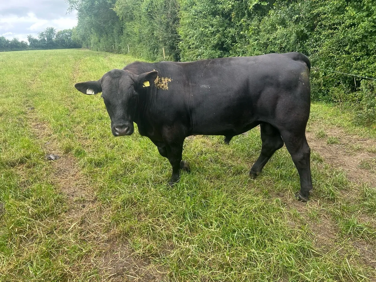 Angus aubrac bulls - Image 2