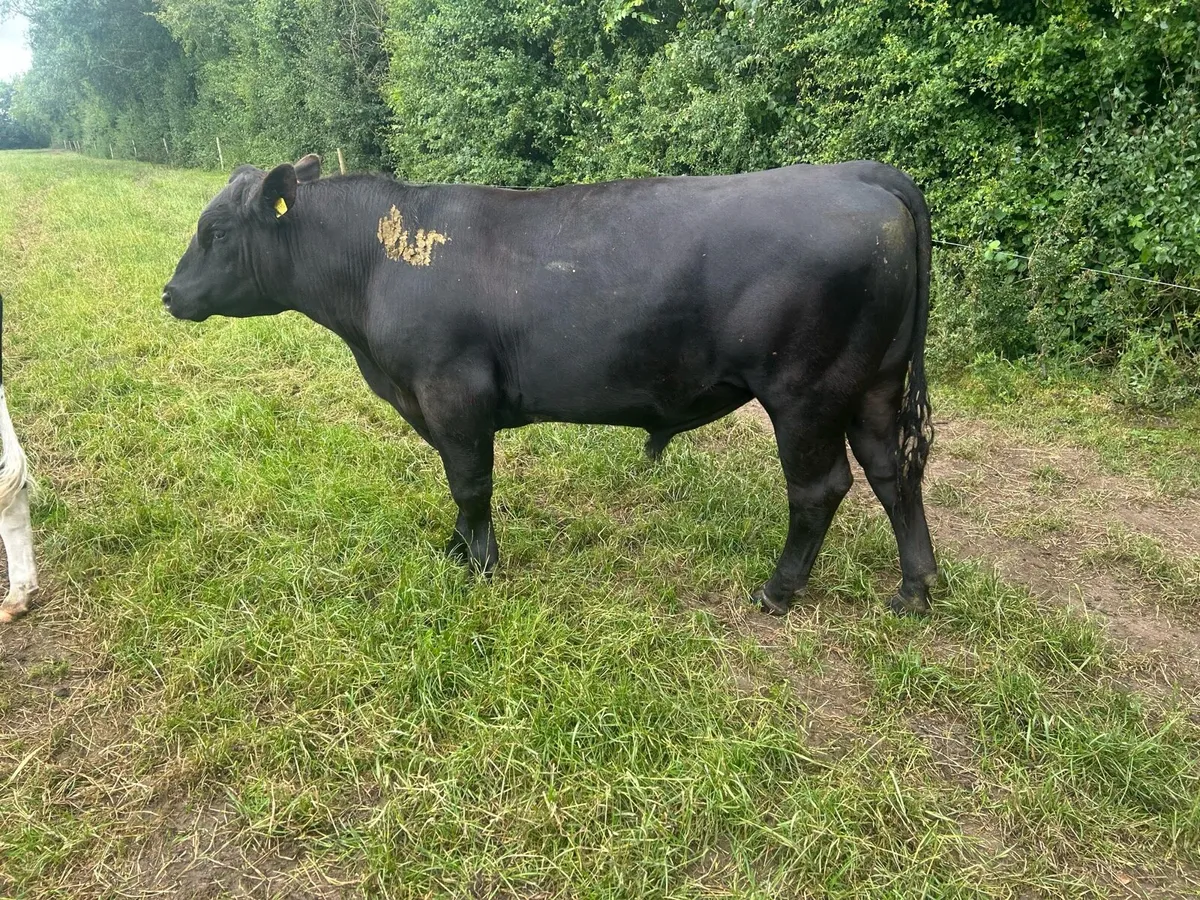 Angus aubrac bulls - Image 3