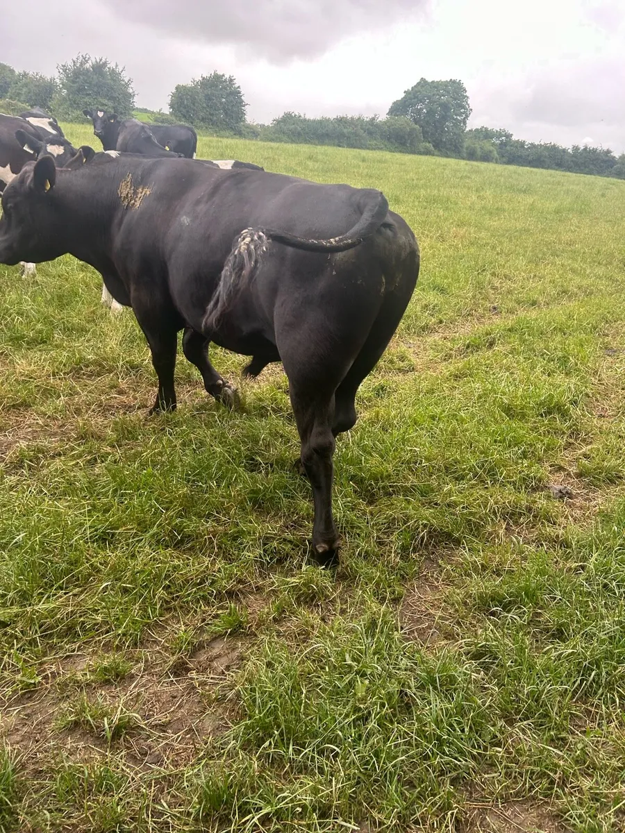 Angus aubrac bulls - Image 4