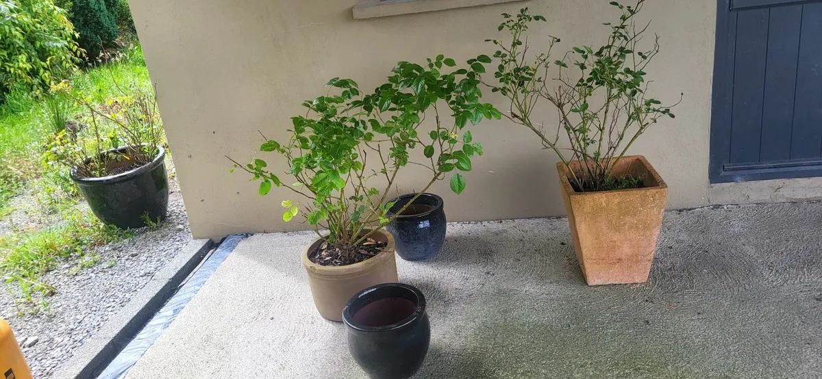 5 pots and David Austin roses