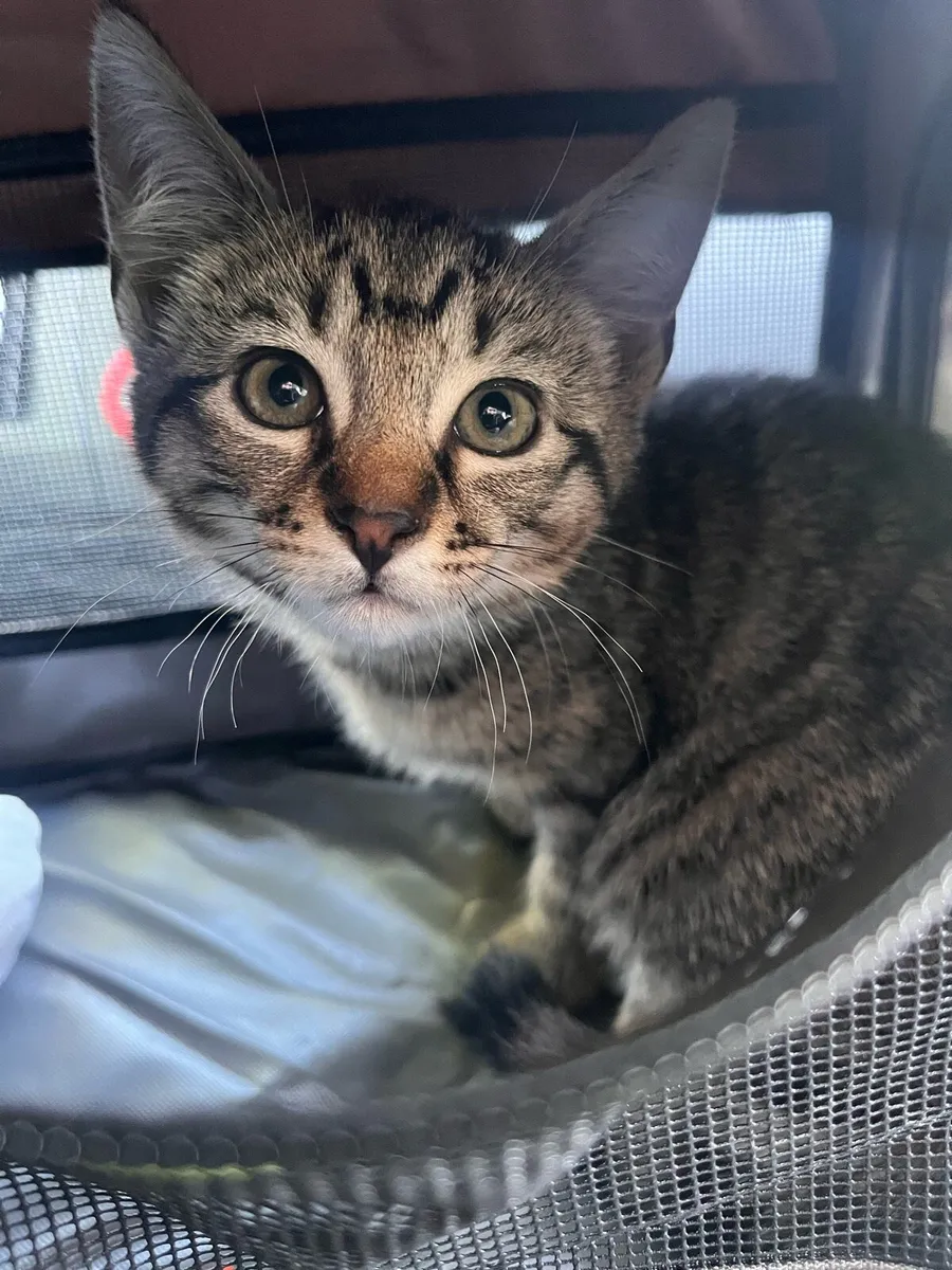 kitten - Image 1