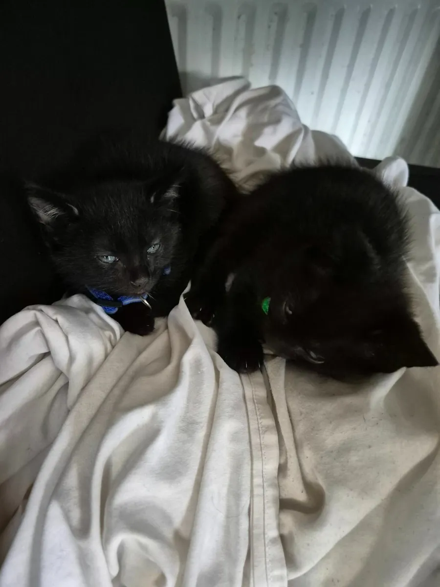 Kittens - Image 1