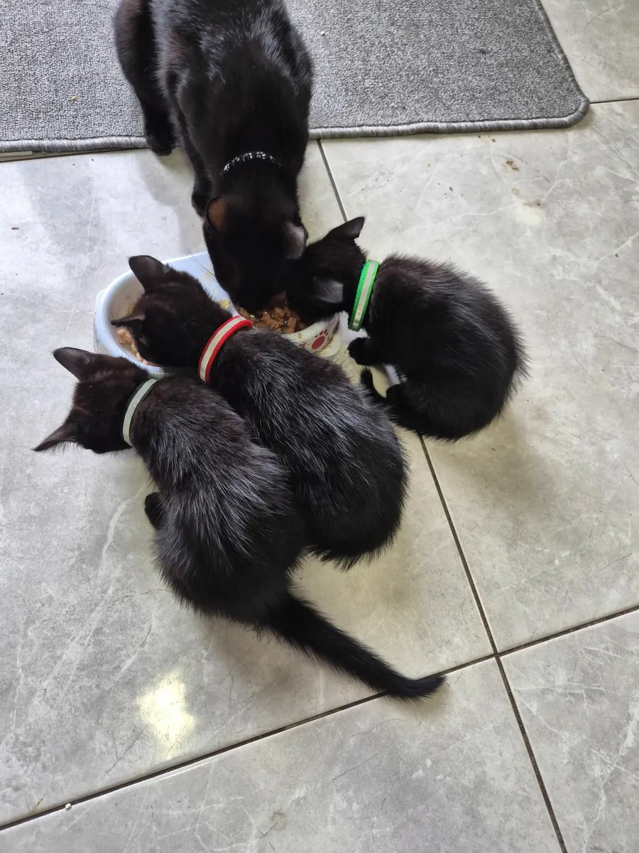 Kittens - Image 2