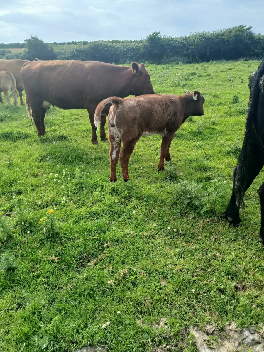 Cow and calf at foot - Image 2