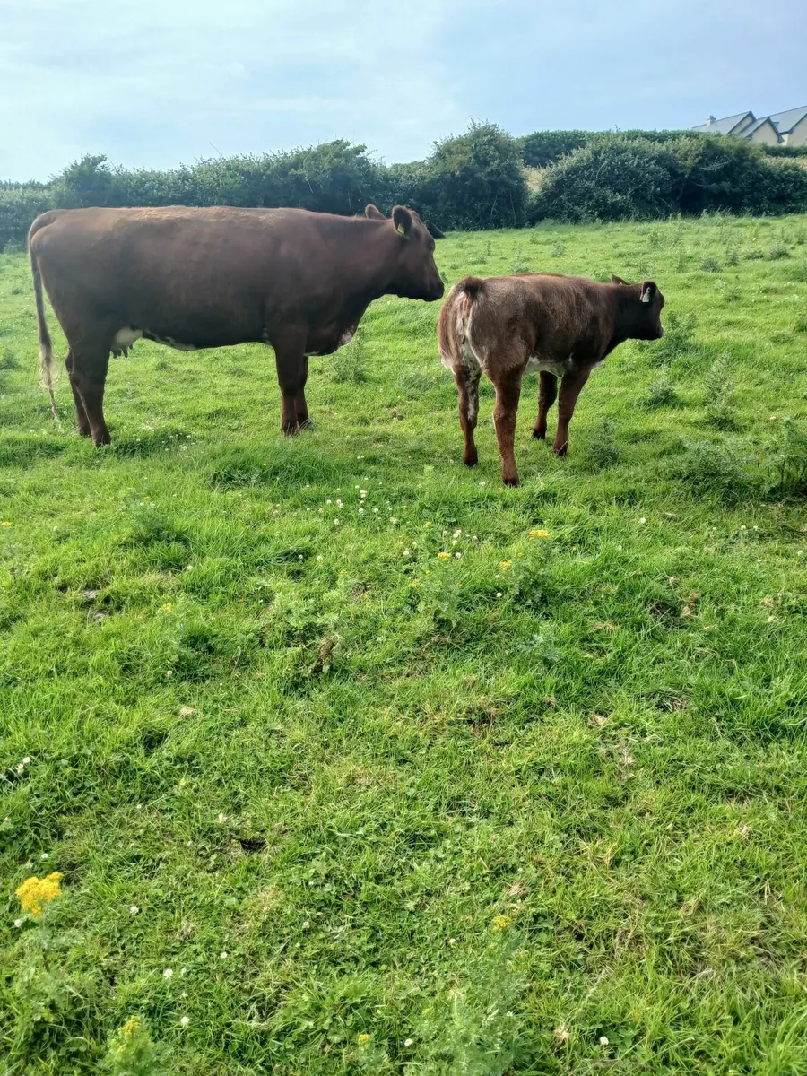 Cow and calf at foot - Image 3