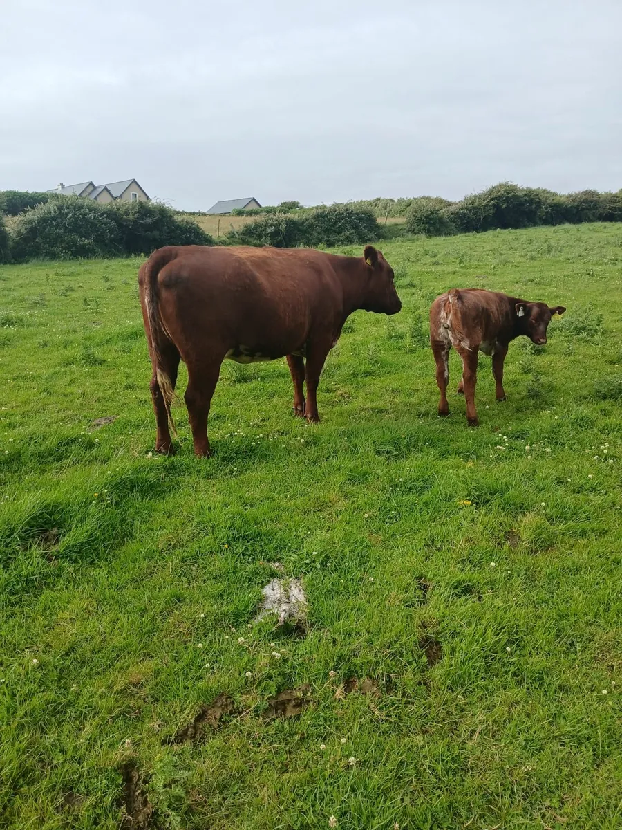Cow and calf at foot - Image 1