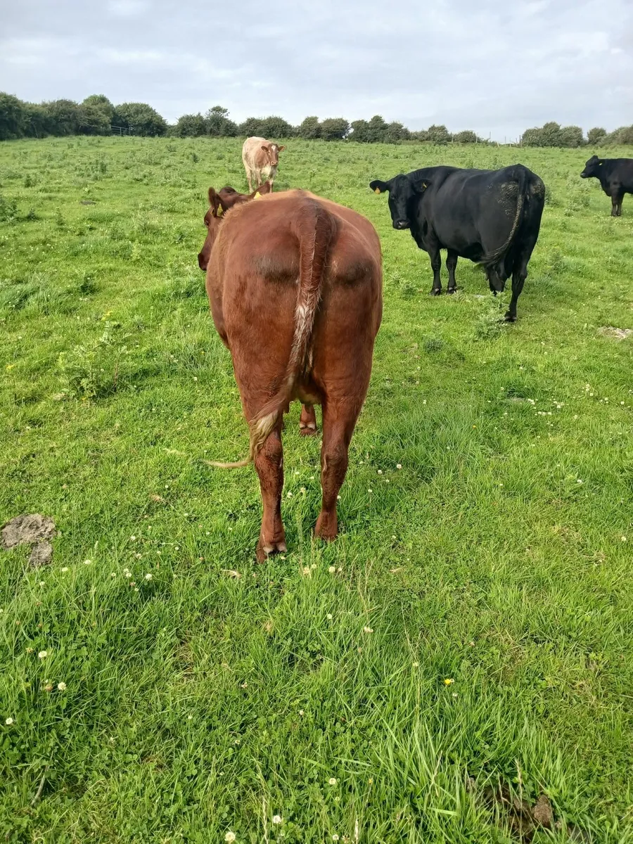 Cow and calf at foot - Image 4