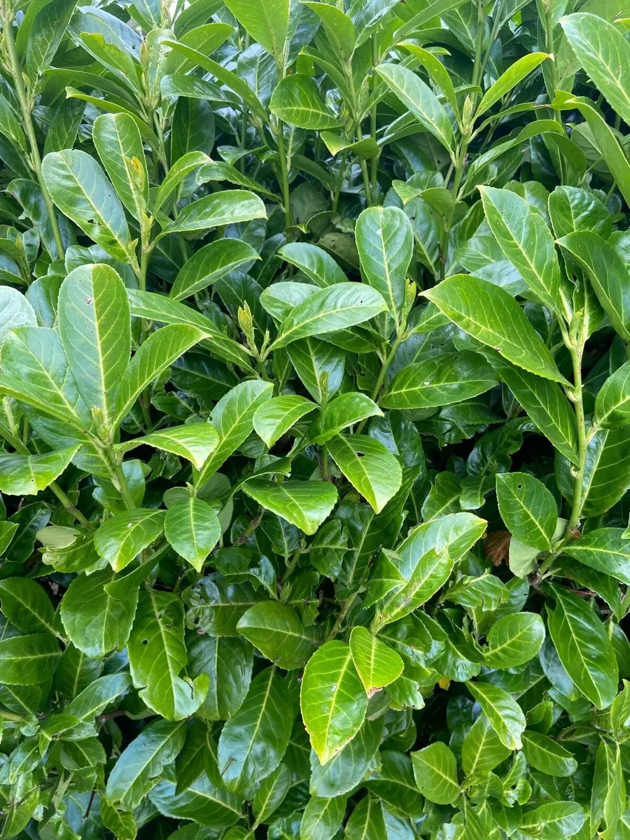 Laurel hedging - Image 1