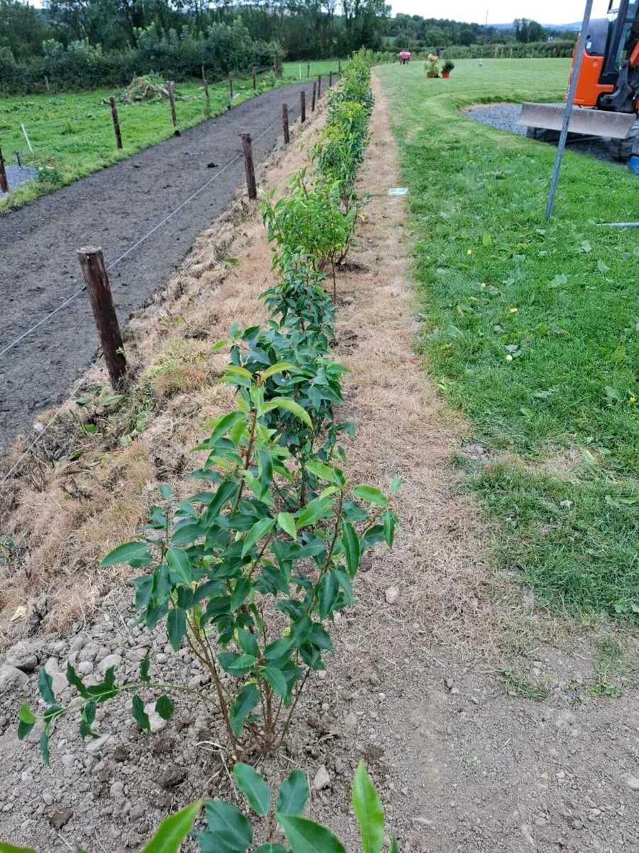 Laurel hedging - Image 2