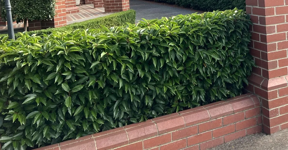 Laurel hedging - Image 3