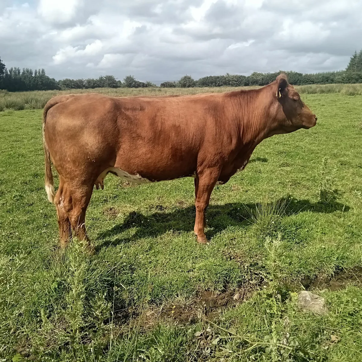 Three cows with calves at foot - Image 1