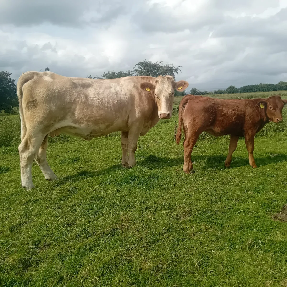 Three cows with calves at foot - Image 2