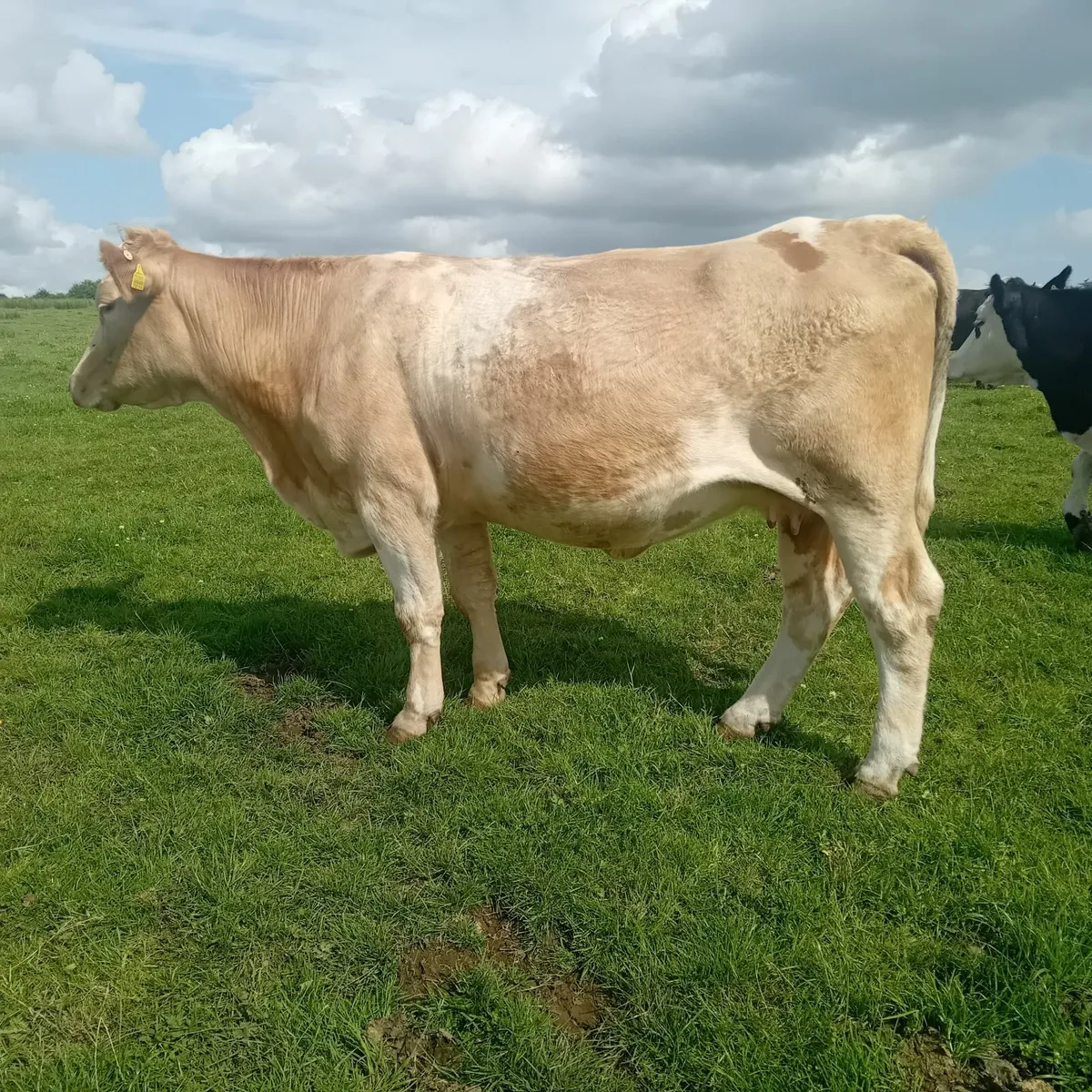 Three cows with calves at foot - Image 3