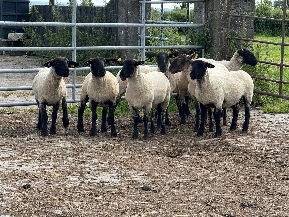 10 Suffolk hoggets - Image 1