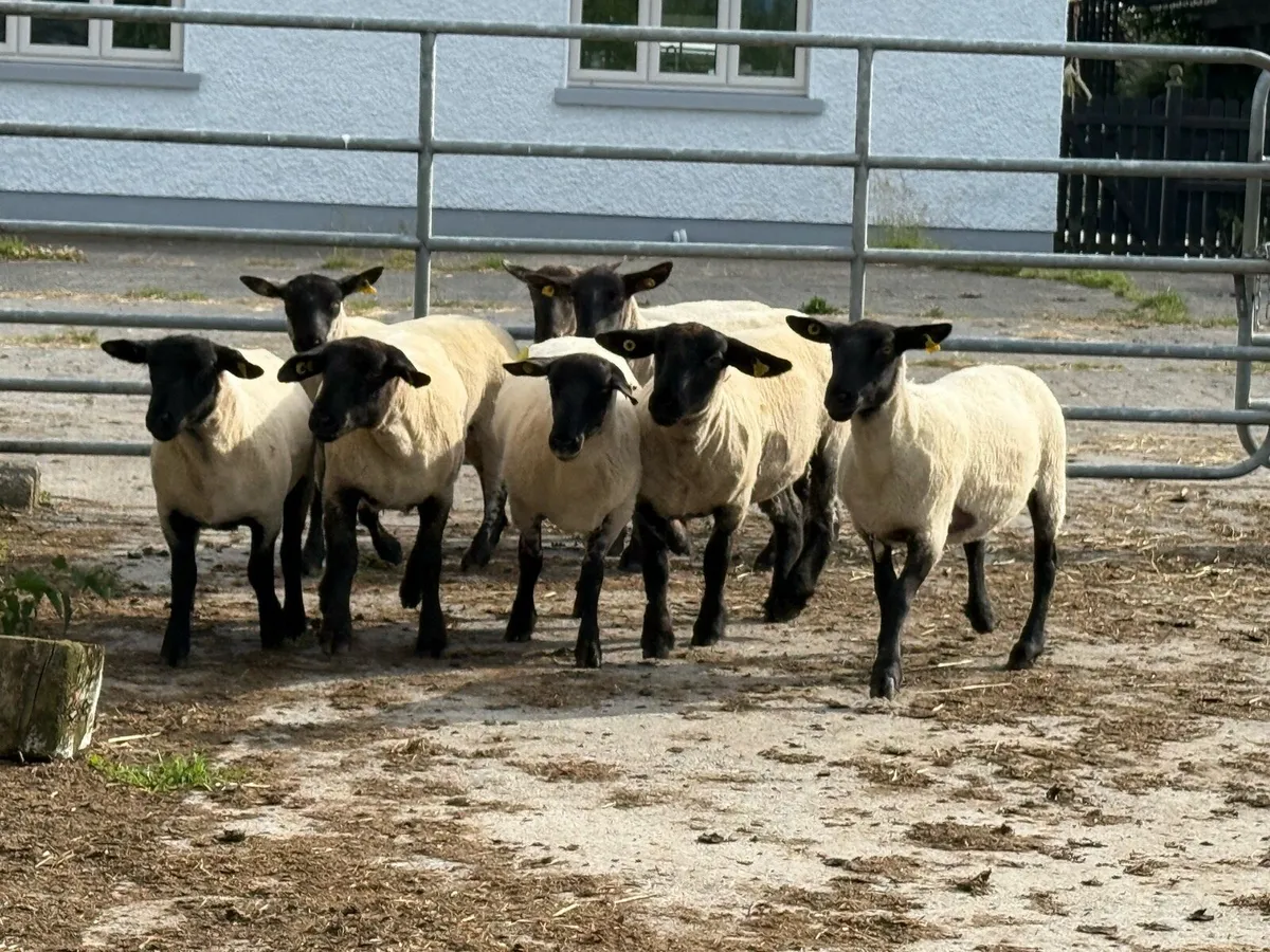 10 Suffolk hoggets - Image 2