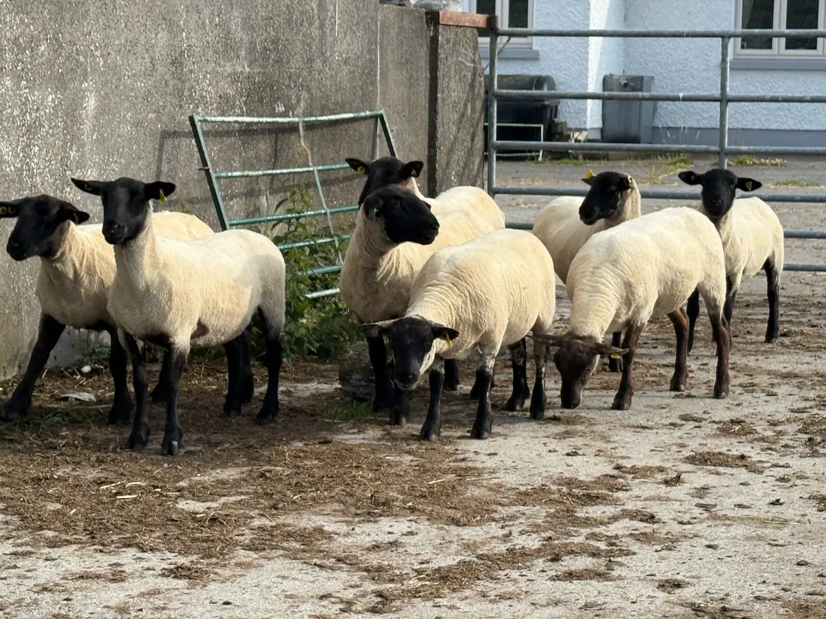 10 Suffolk hoggets - Image 3