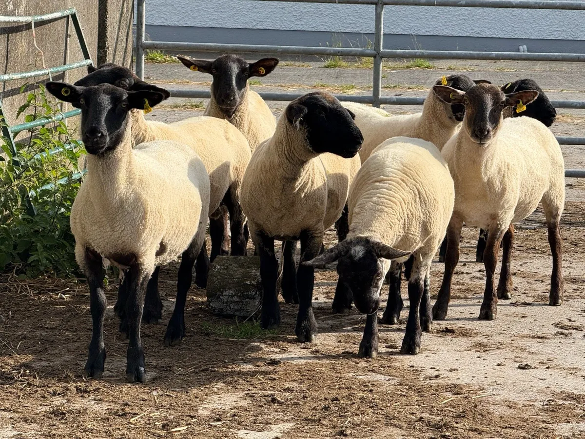 10 Suffolk hoggets - Image 4