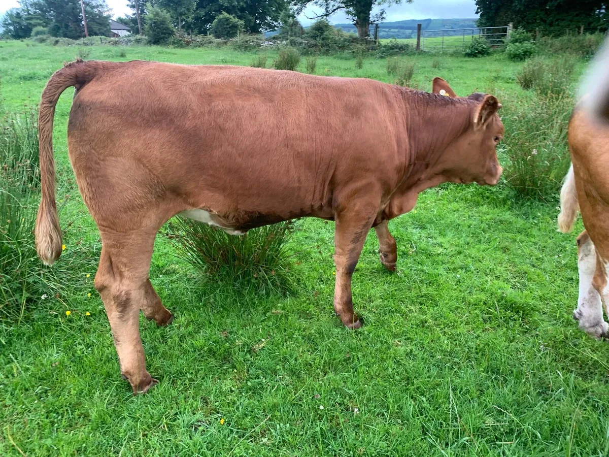 Breeding heifers - Image 2