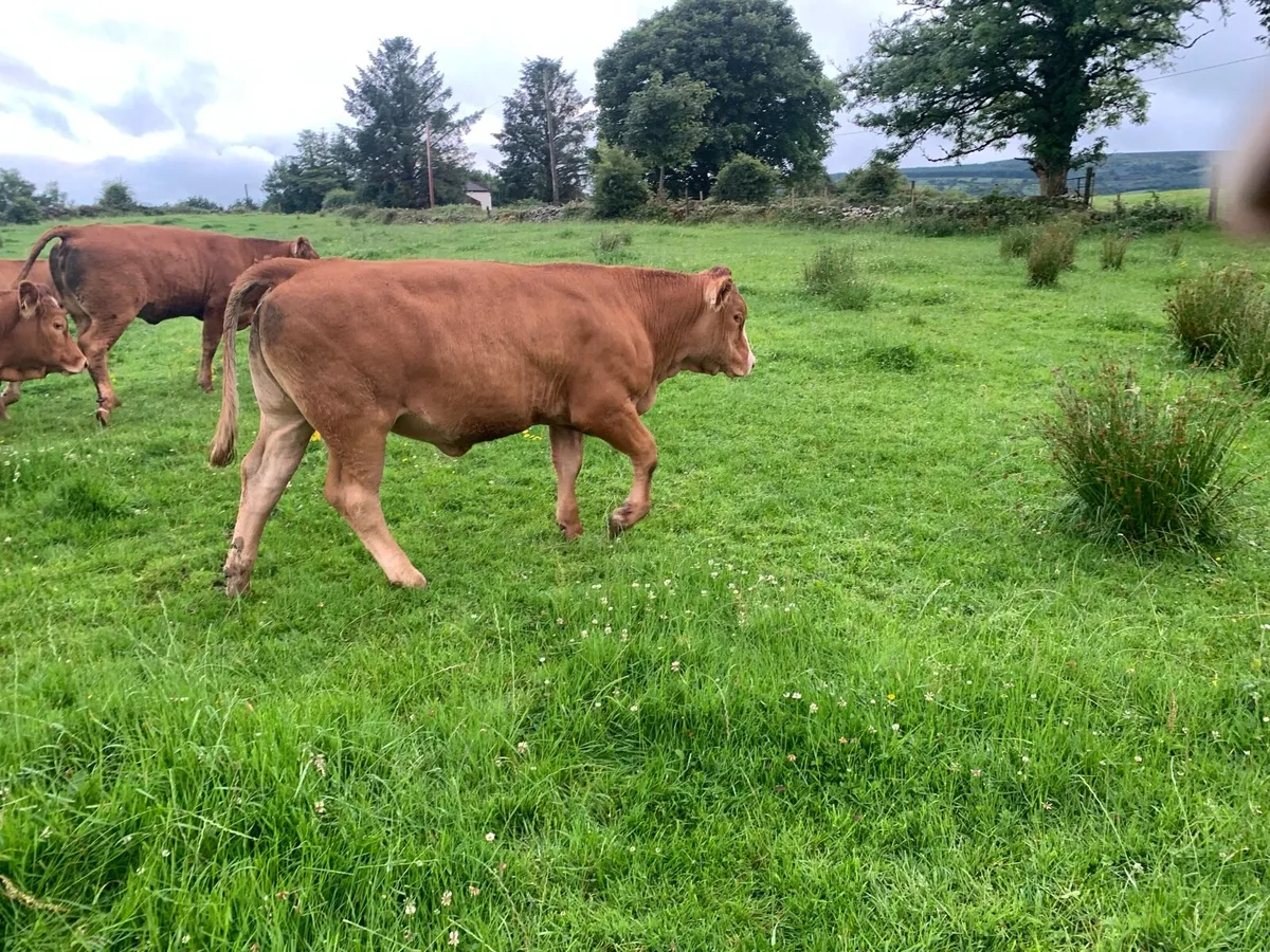 Breeding heifers - Image 3