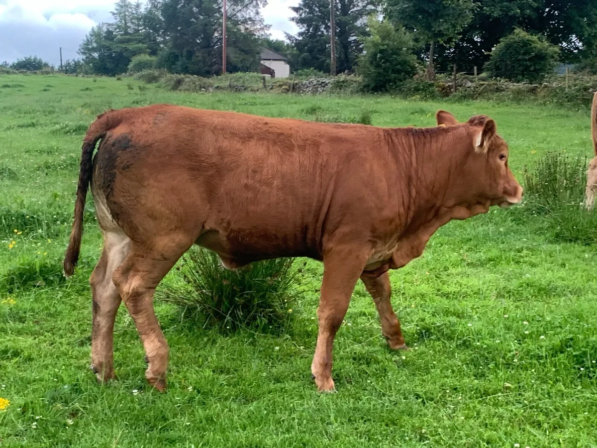 Breeding heifers - Image 4