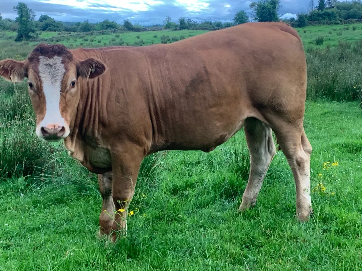 Breeding heifers - Image 1