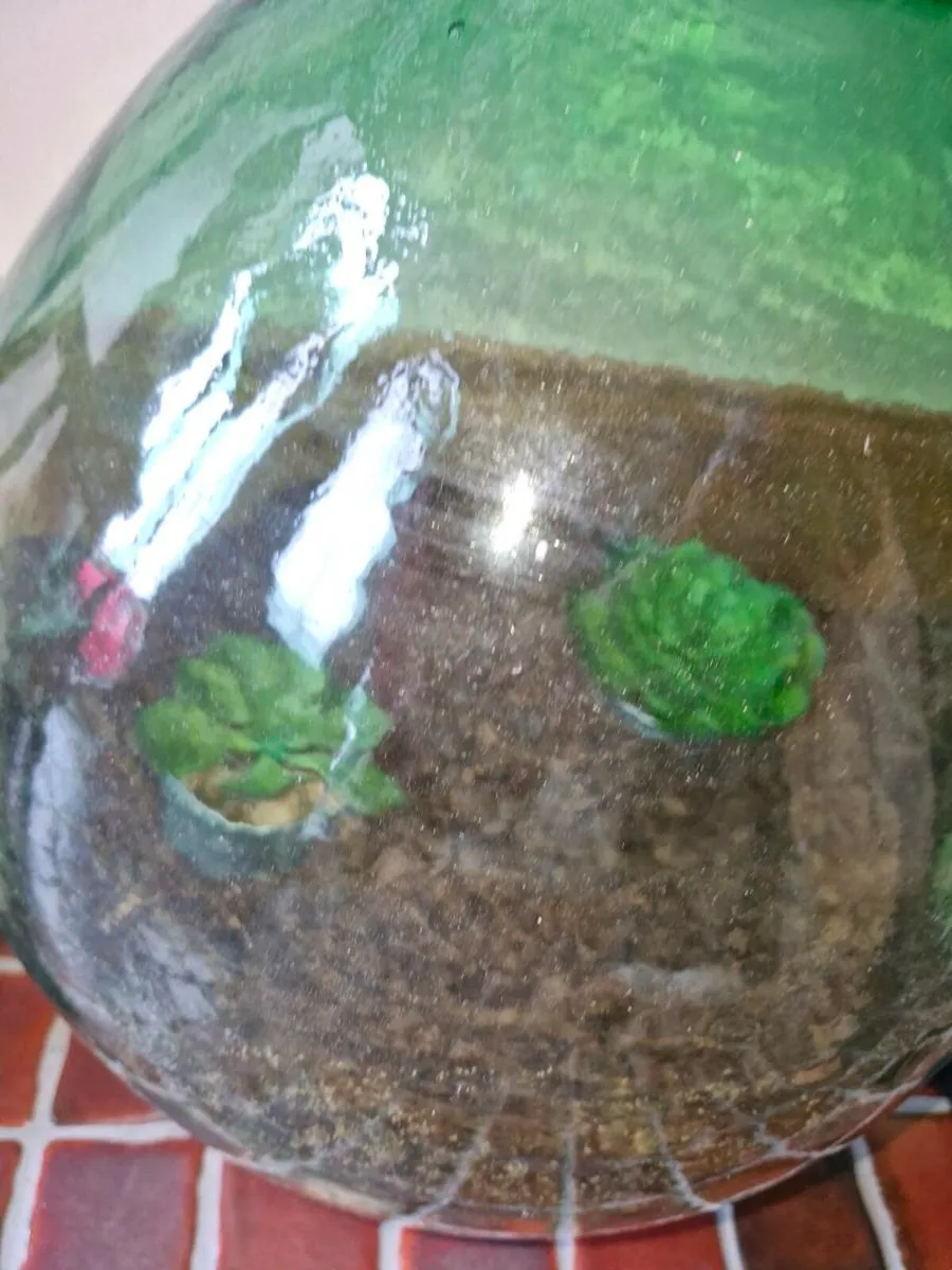 Terrarium - Image 1
