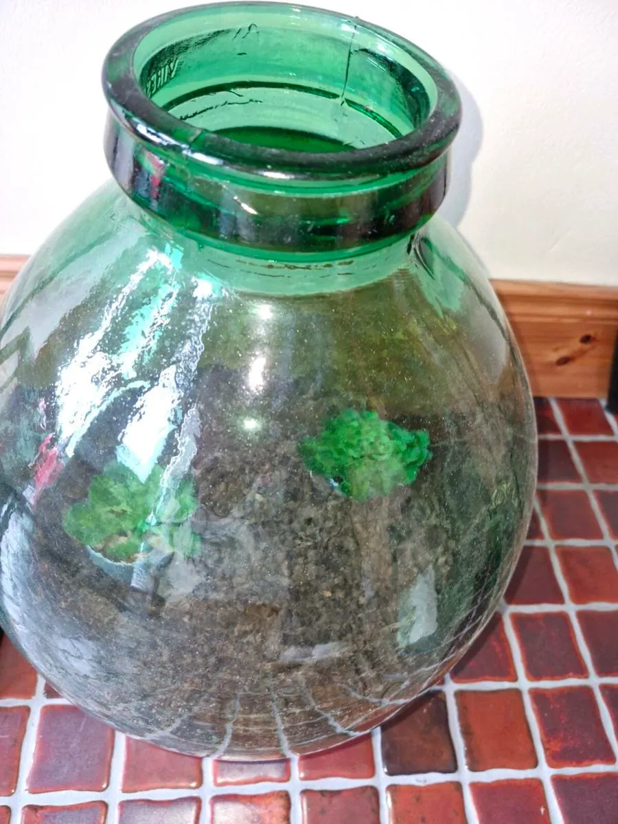 Terrarium - Image 2