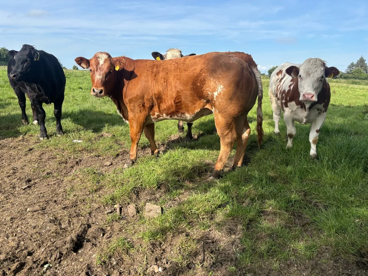 Breeding/Show Heifers - Image 1