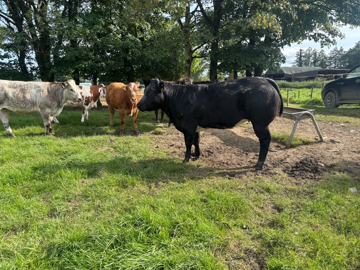 Breeding/Show Heifers - Image 2