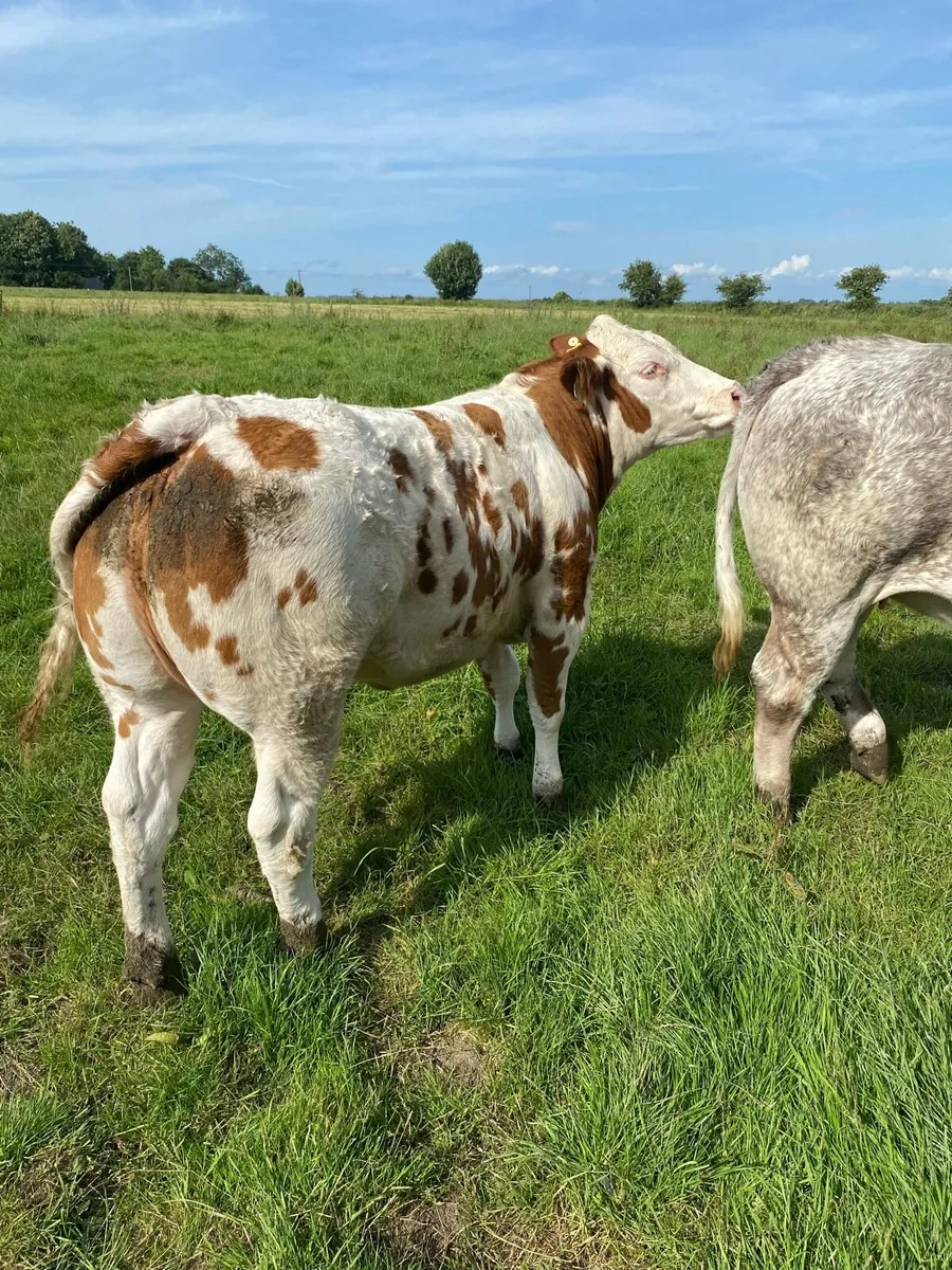 Breeding/Show Heifers - Image 3