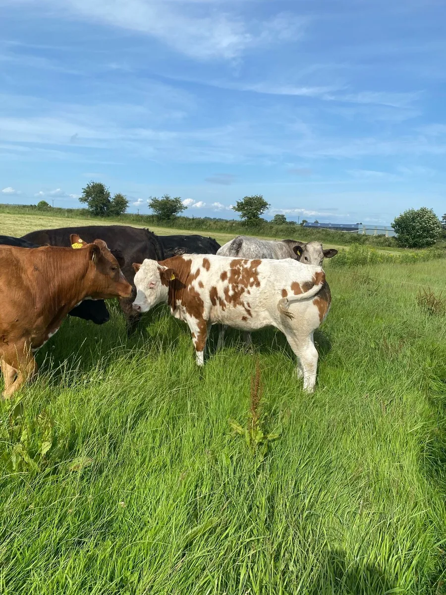Breeding/Show Heifers - Image 4
