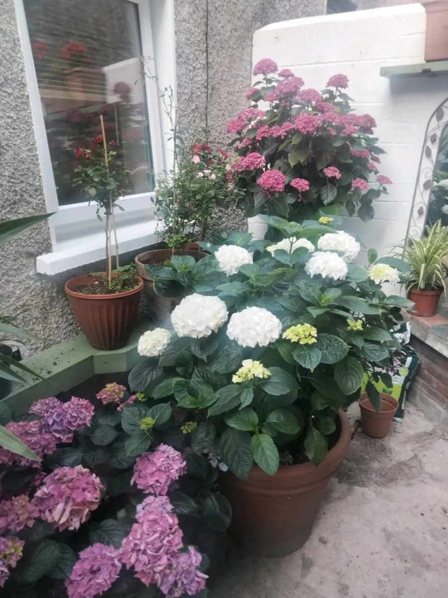 Plantl - Image 4