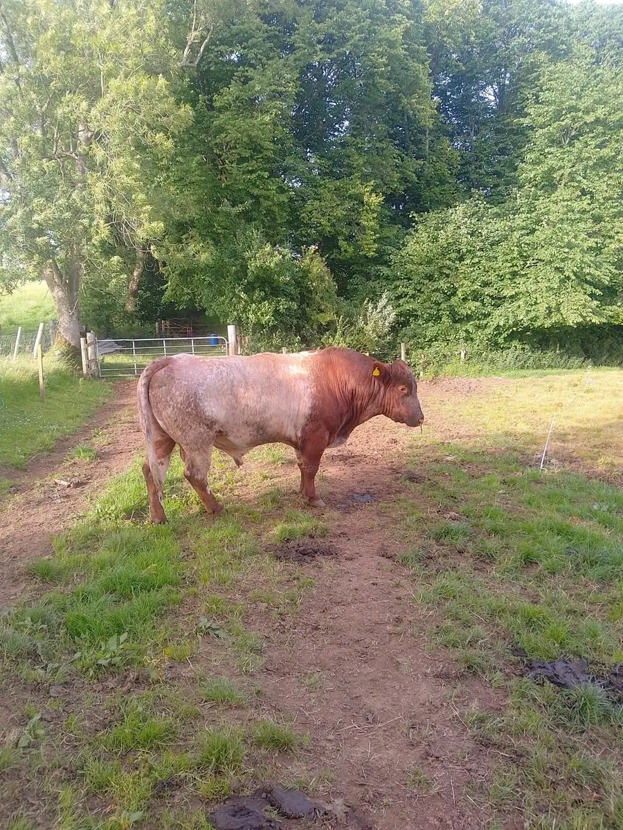 Bull - Image 1
