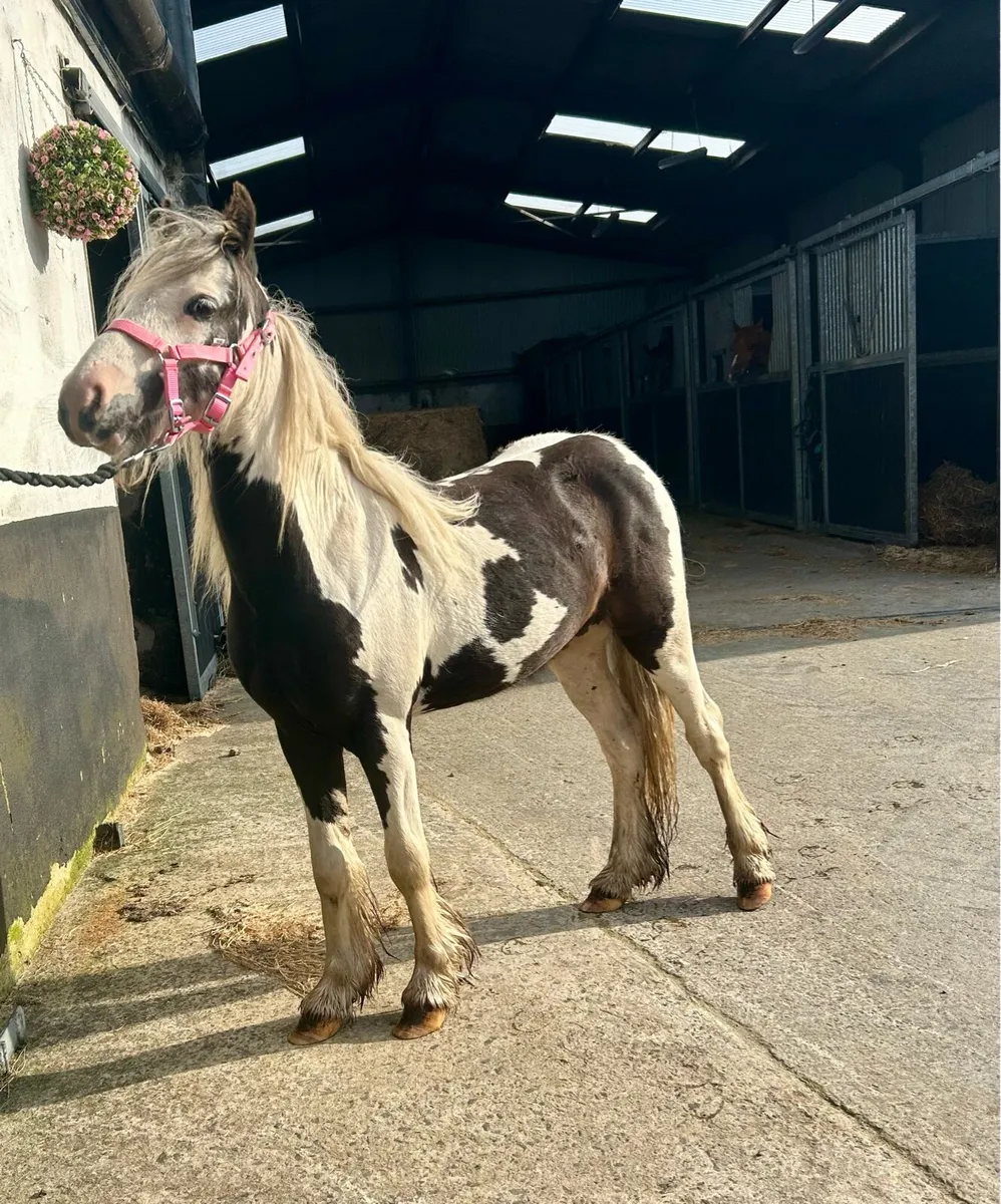 Companion/ lead rein pony - Image 1