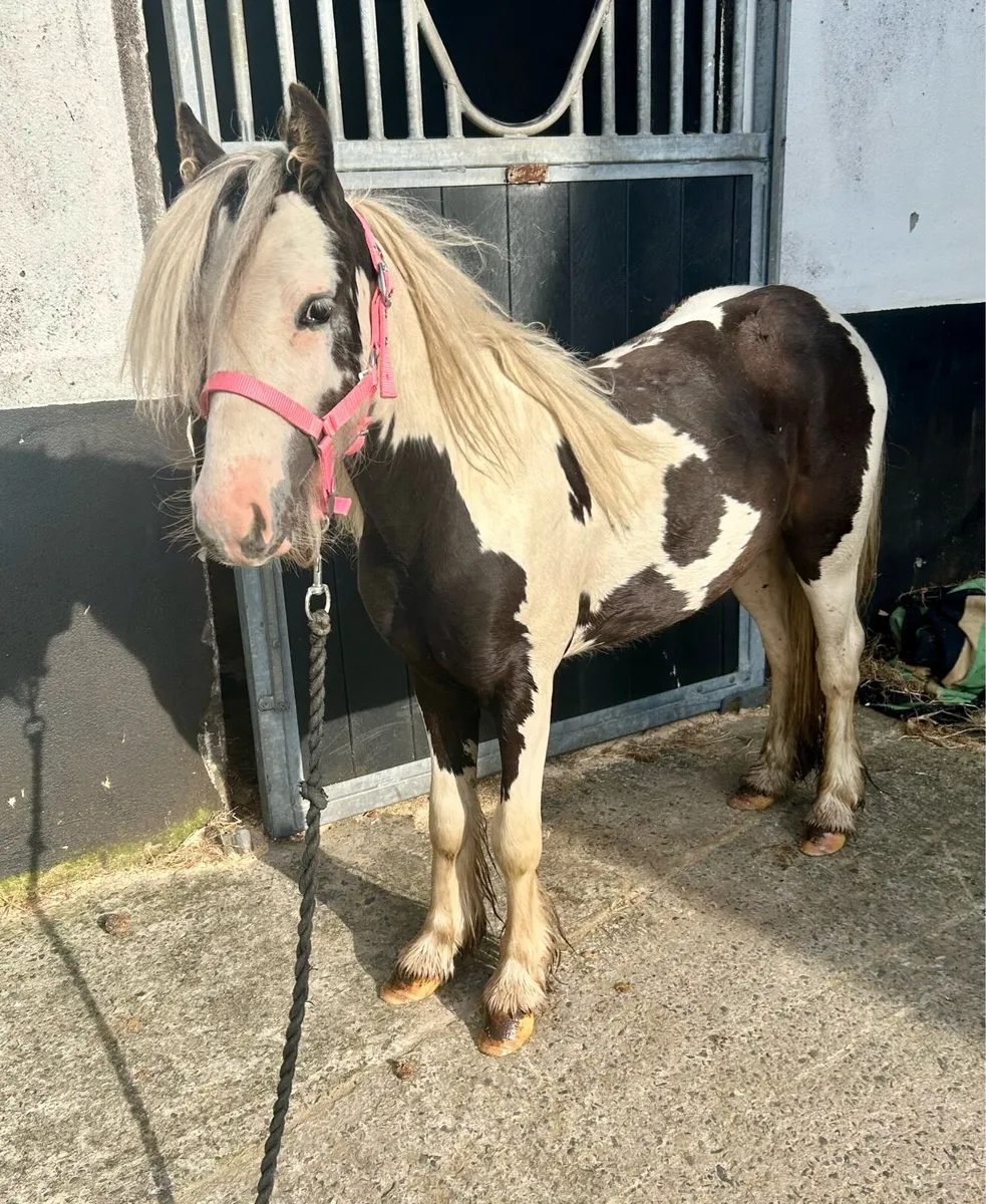 Companion/ lead rein pony - Image 2