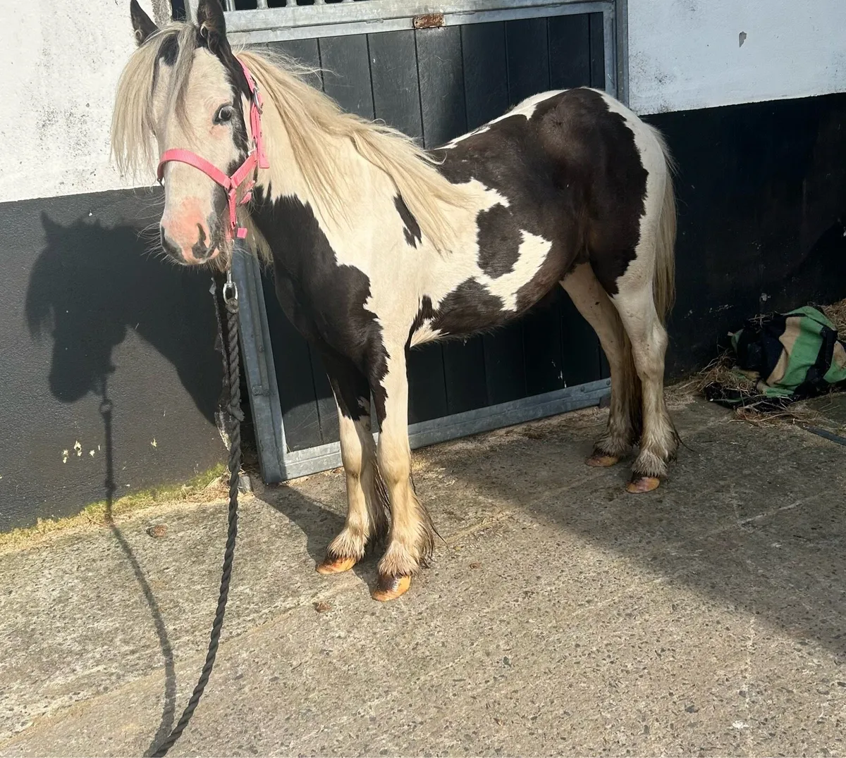 Companion/ lead rein pony - Image 3