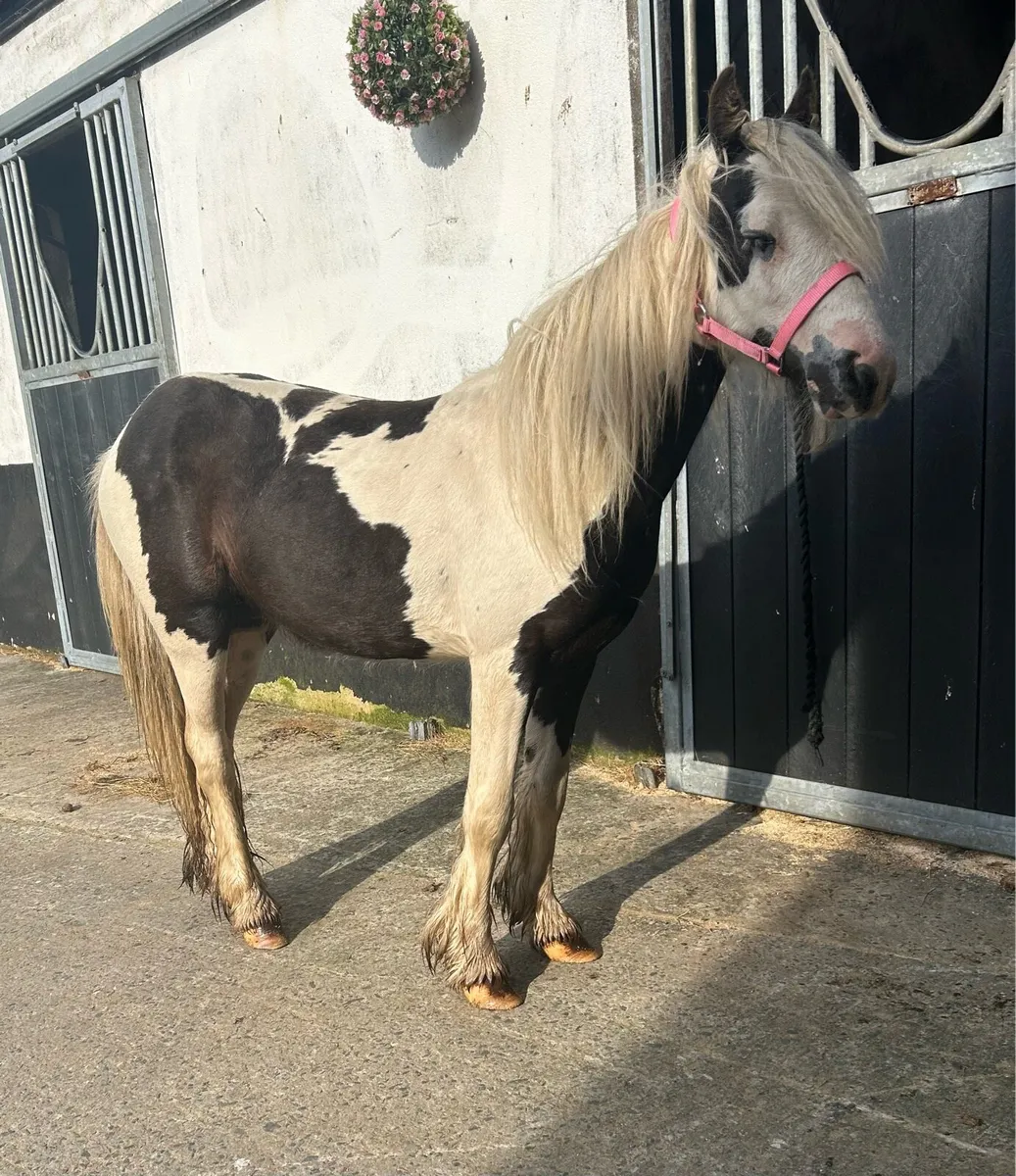 Companion/ lead rein pony - Image 4