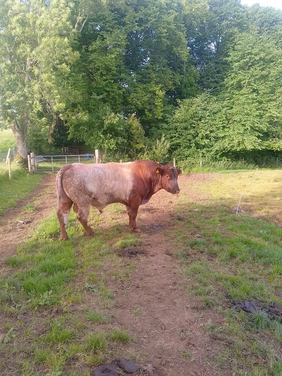 Bull - Image 4