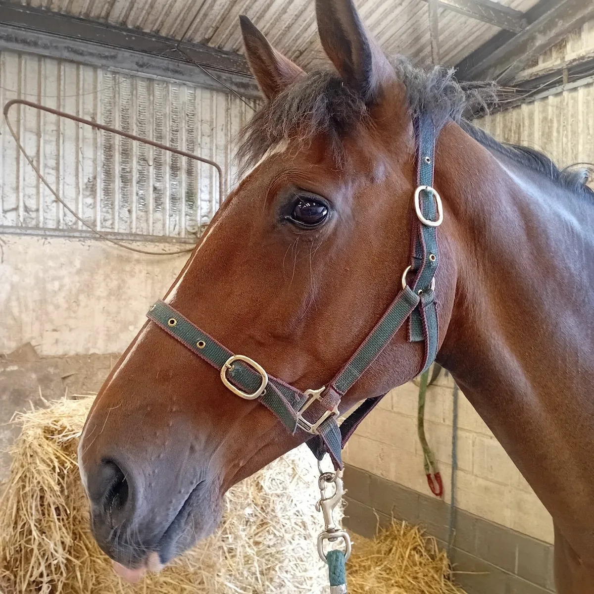 Ringfort Cruise mare - Image 2