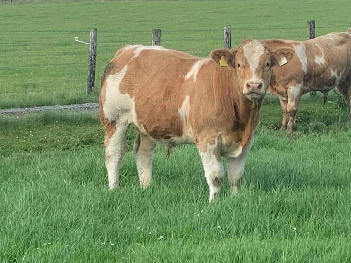 Weanlings for sale - Image 1