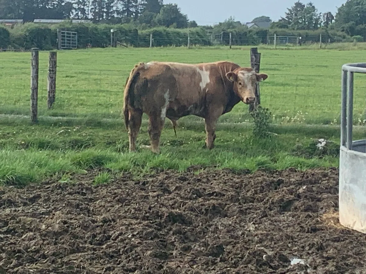 Weanlings for sale - Image 2