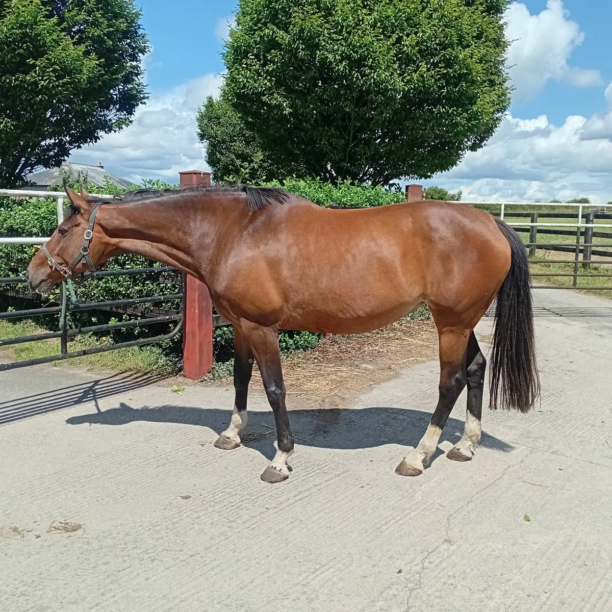 Ringfort Cruise mare - Image 3