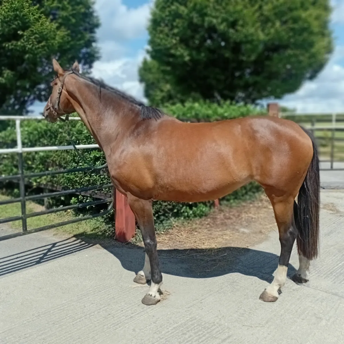 Ringfort Cruise mare - Image 1